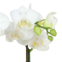 Orchidée papillon Phalaenopsis 'Amabilis' Blanc avec cache-pot blanc - Orchidée - Phalaenopsis