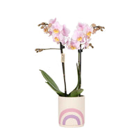 Orchidée papillon Phalaenopsis 'Andorra' Rose avec pot décoratif - Petites plantes d'intérieur