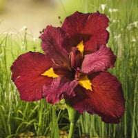 Lys aquatique rouge Iris 'Ann Chowing' rouge - Plante des marais, Plante de berge - Bassin naturel