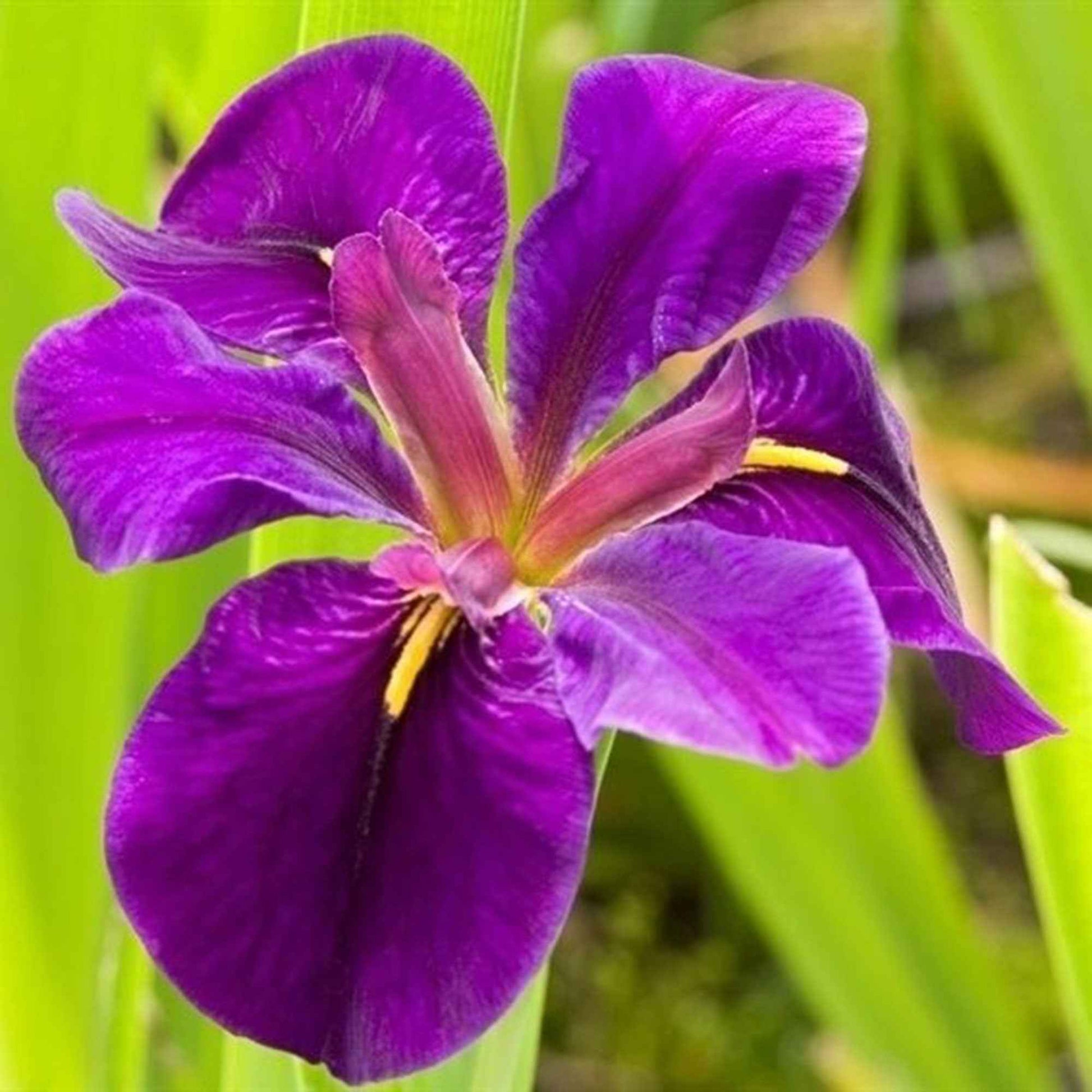 Lys noir Iris 'Black Gamecock' violet - Plante des marais, Plante de berge - Bassin naturel