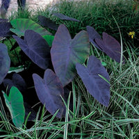 Colocasia 'Black magic' - Bassin naturel
