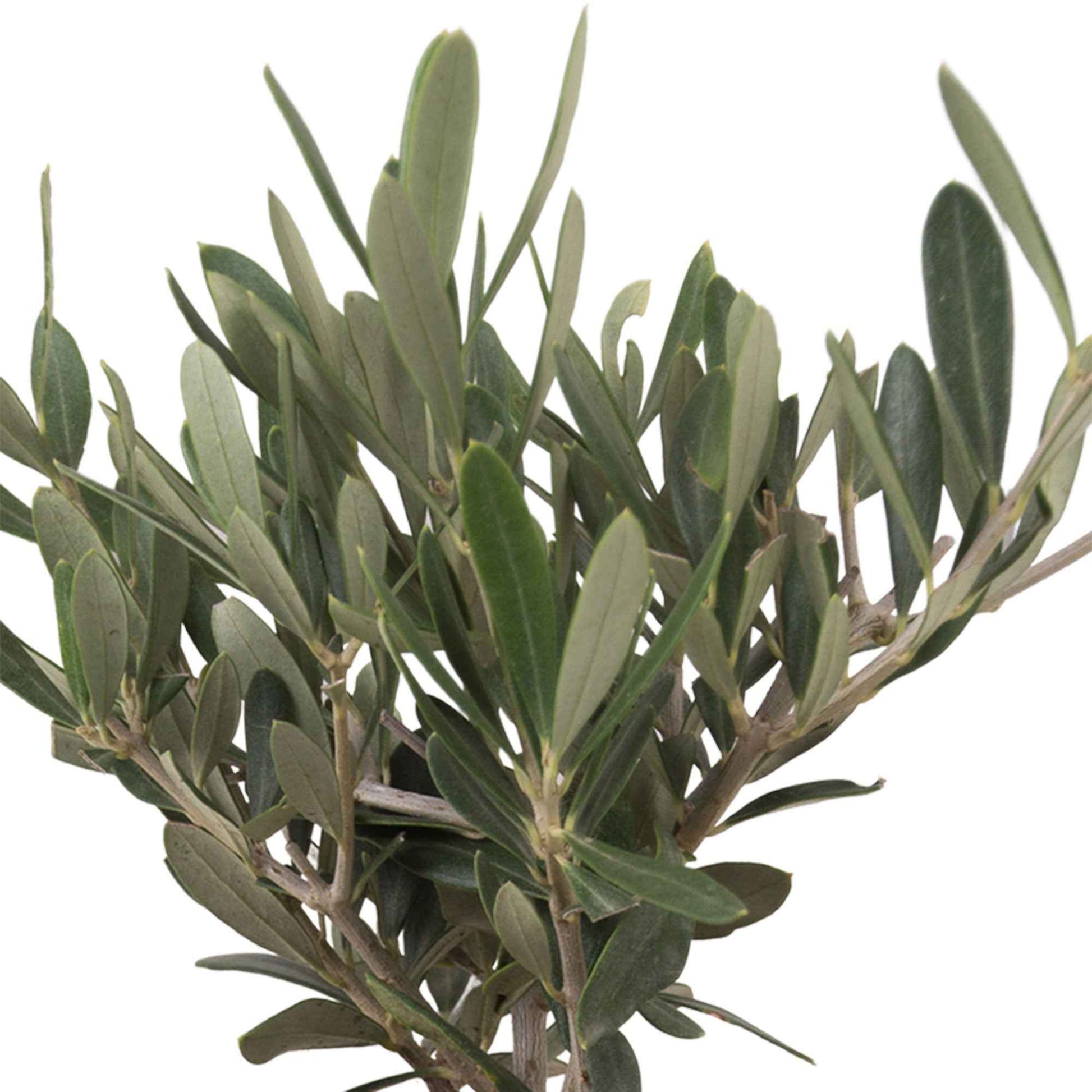 Olivier Olea europaea avec cache-pot en pierre - Espèces de plantes