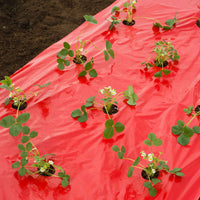 Nature Film de paillage pour fraises Rouge - Aménagement du potager