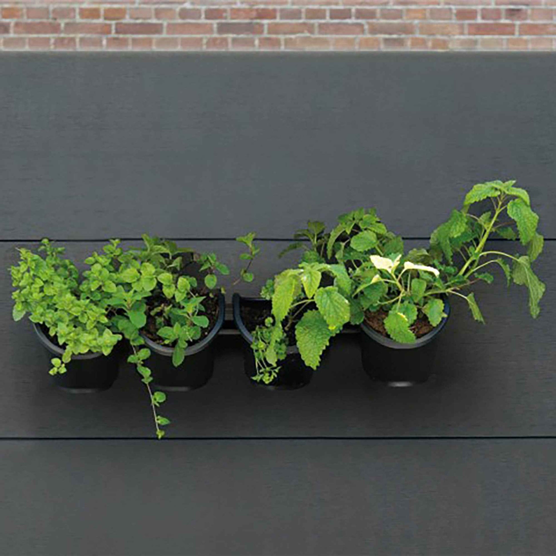 Nature Kit de démarrage jardinage vertical - Jardin potager vertical
