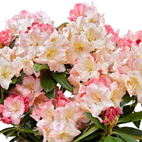 Rhododendron 'Percy Wiseman' avec cache-pot Rose-Jaune-Blanc - Arbustes fleuris