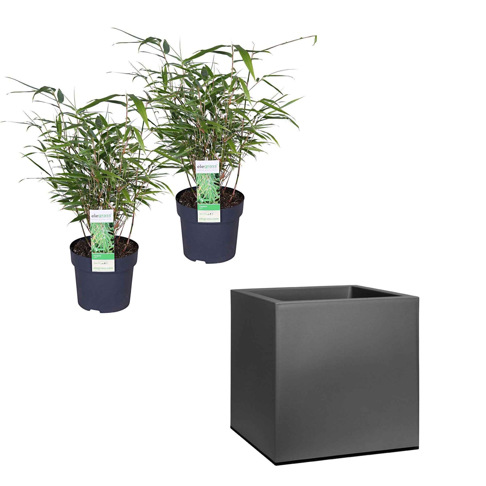 2 Bambou Fargesia rufa avec cache-pot noir - Bambou non invasif