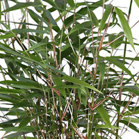 2 Bambou Fargesia rufa avec cache-pot noir - Bambou en pot