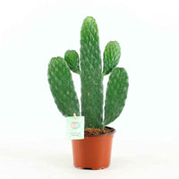 Figuier de Barbarie Opuntia 'Rubescens' - Cactus