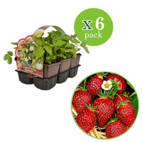 6x Fraise Fragaria ananassa - Mélange en pot - Biologique - Fruits