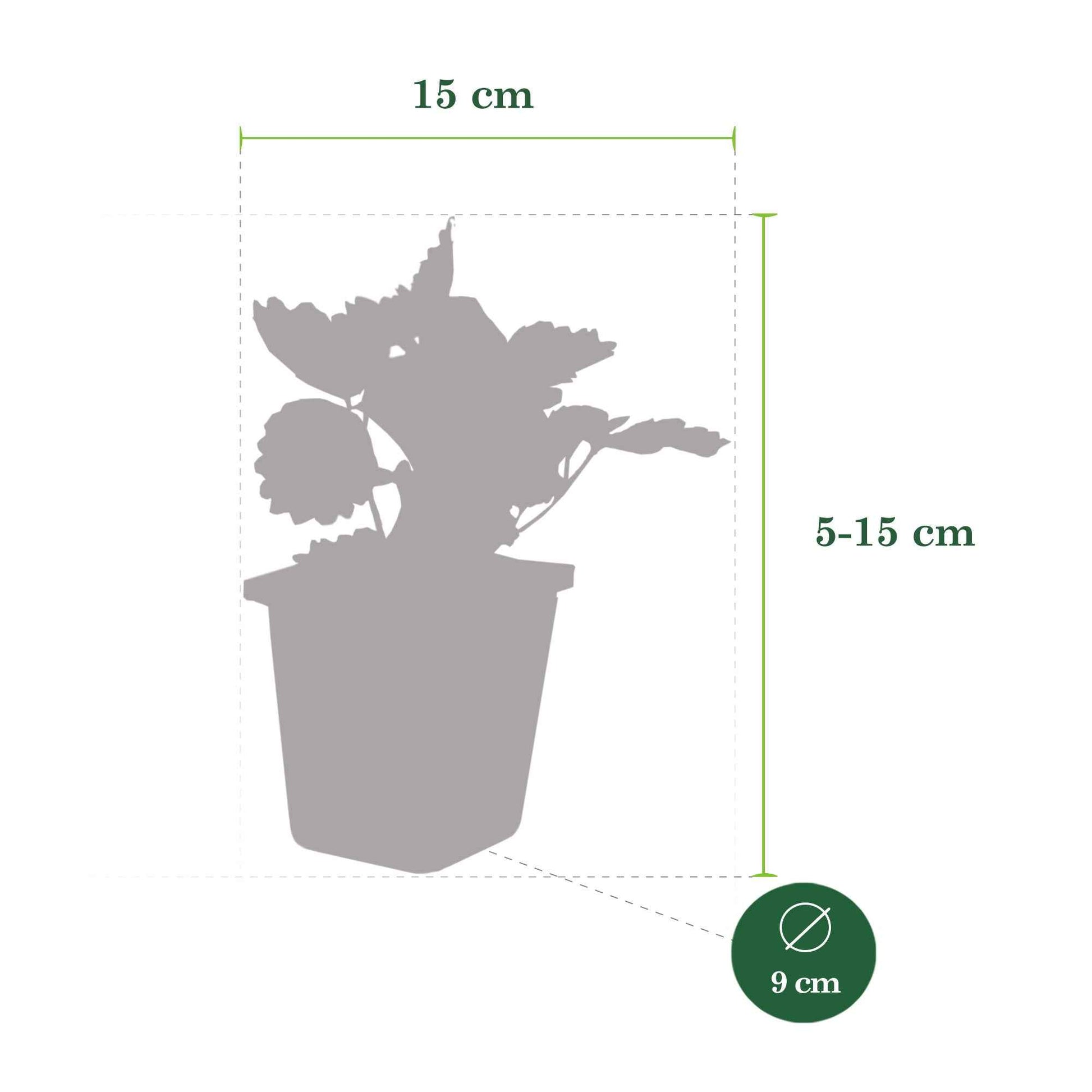 6x Fraise Fragaria ananassa - Mélange en pot - Biologique - Jardiner sur la terrasse