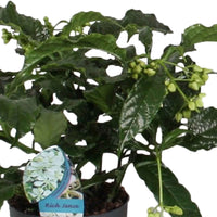 Arbre du clergé Clerodendrum 'Prospero' Blanc - Petites plantes d'intérieur