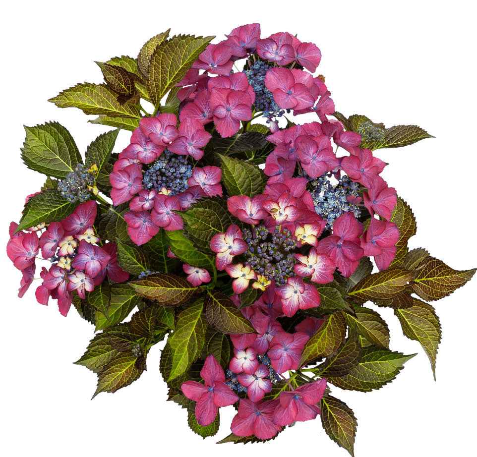 Hortensia paysan Hydrangea 'Dark Angel' Violet - Arbustes