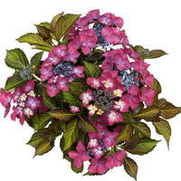 Hortensia paysan Hydrangea 'Dark Angel' Violet - Arbustes fleuris