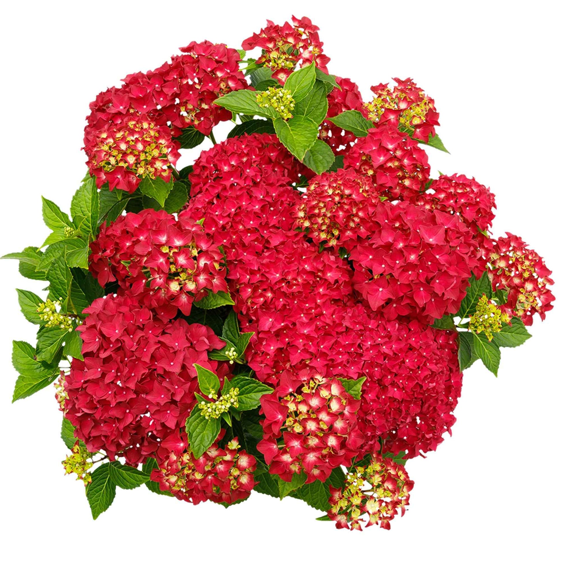 Hortensia paysan Hydrangea 'Red Reggae' Rouge - Arbustes