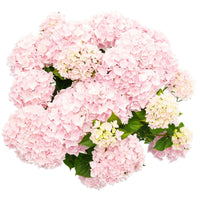 Hortensia paysan Hydrangea 'Soft Pink Salsa' Rose - Arbustes