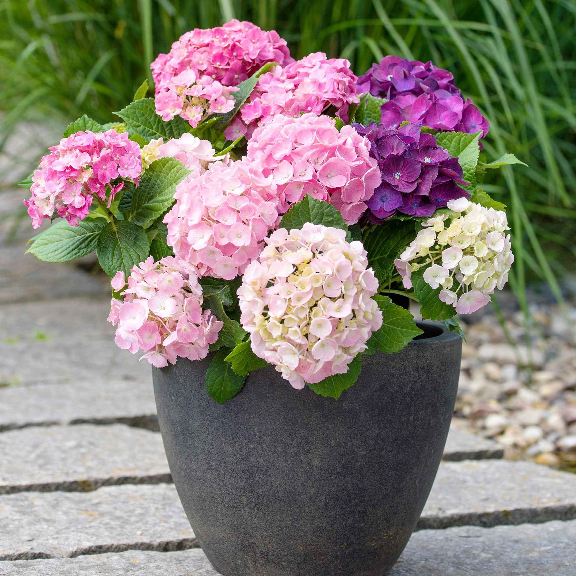 Hortensia paysan Hydrangea 'Three Sisters Pastell' Bleu-Rose-Blanc - Arbustes