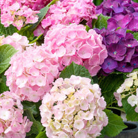 Hortensia paysan Hydrangea 'Three Sisters Pastell' Bleu-Rose-Blanc - Arbustes à fleurs