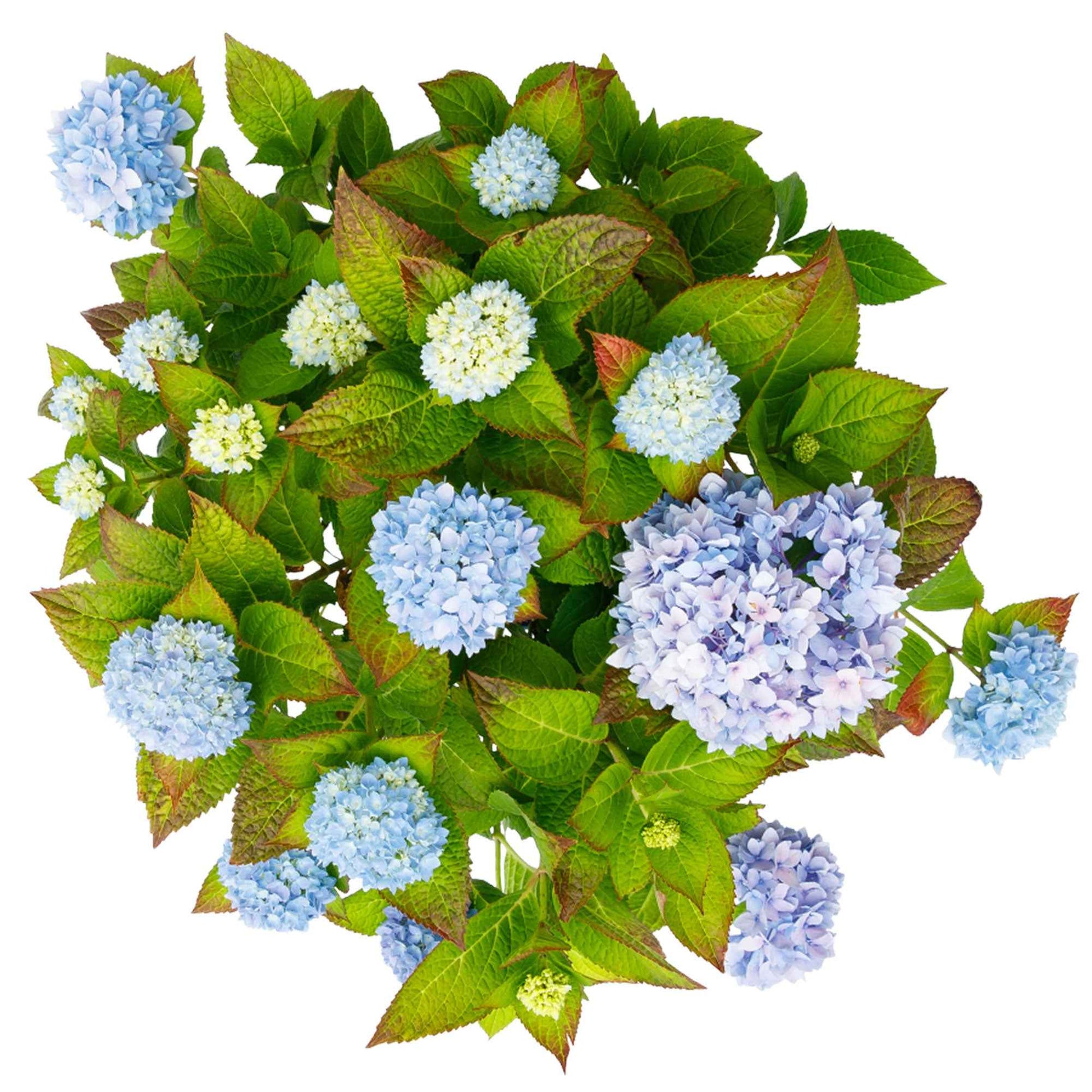 Hortensia paysan Hydrangea 'The Original Blue' Bleu - Arbustes à fleurs