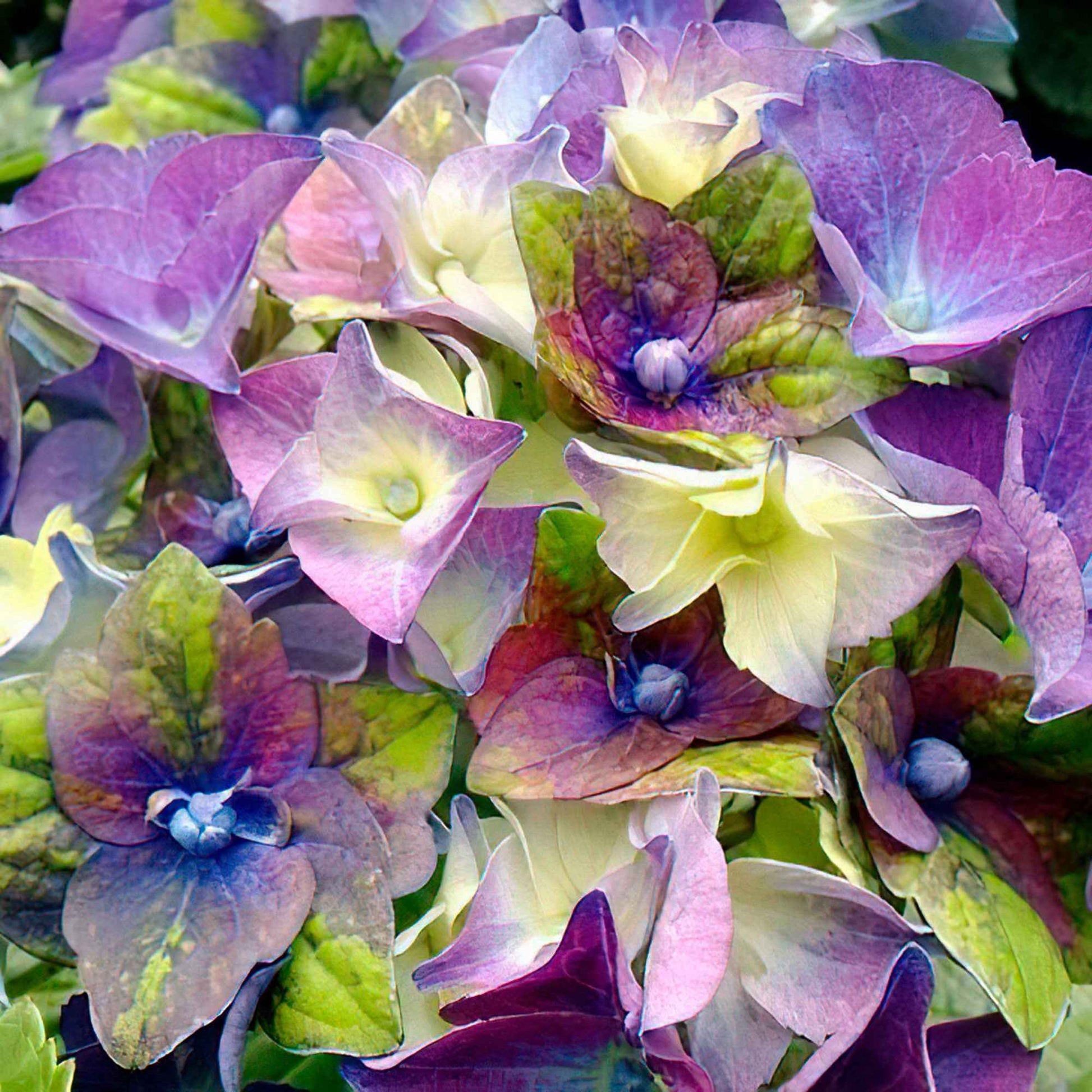 Hortensia paysan Hydrangea 'Royalty Lady Mata Hari' Bleu - Arbustes