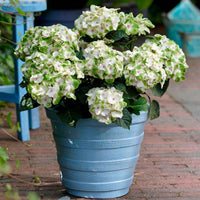 Hortensia paysan Hydrangea 'Noblesse' Blanc-Vert - Arbustes