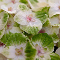 Hortensia paysan Hydrangea 'Noblesse' Blanc-Vert - Arbustes fleuris