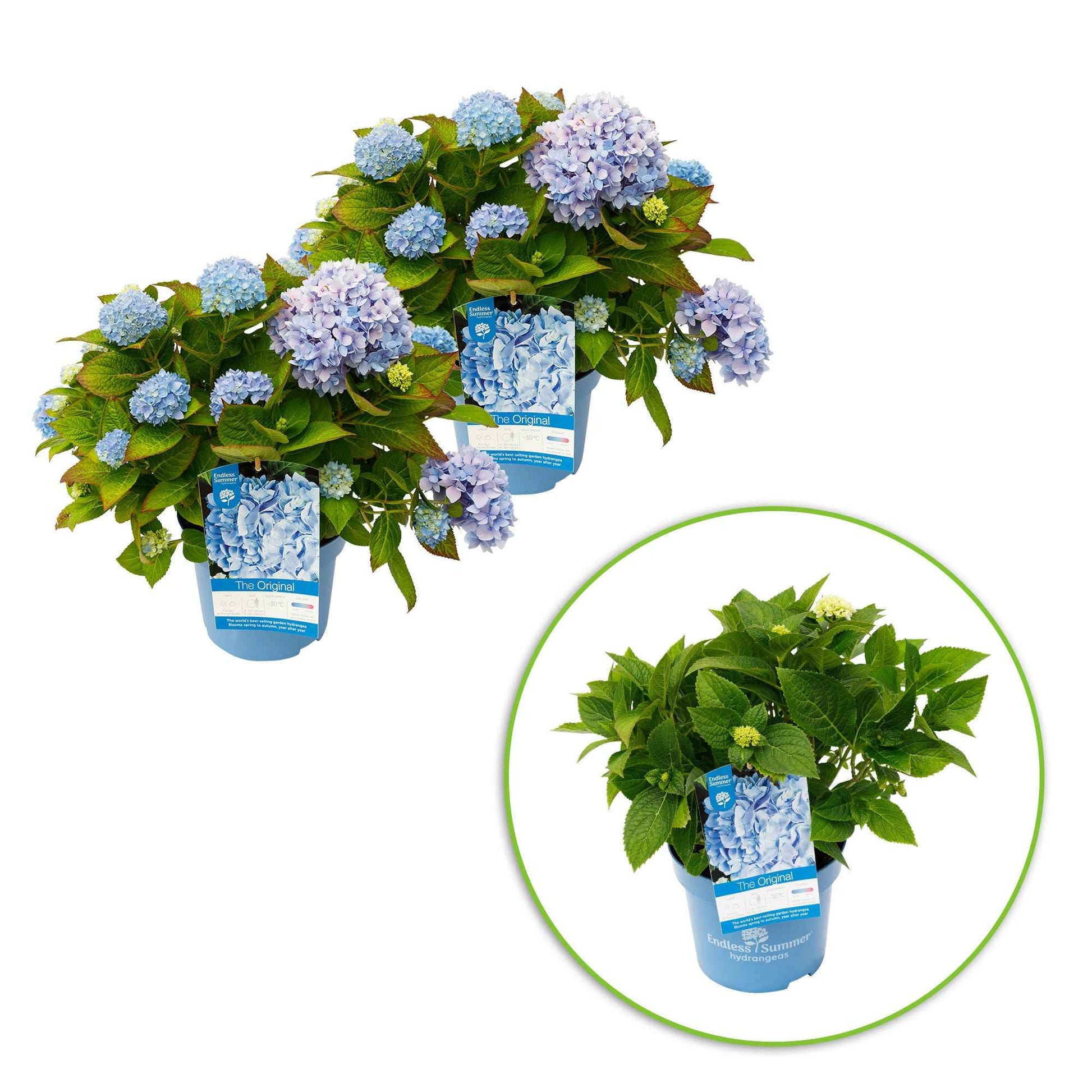 Hortensia paysan Hydrangea 'The Original Blue' Bleu - Arbustes fleuris