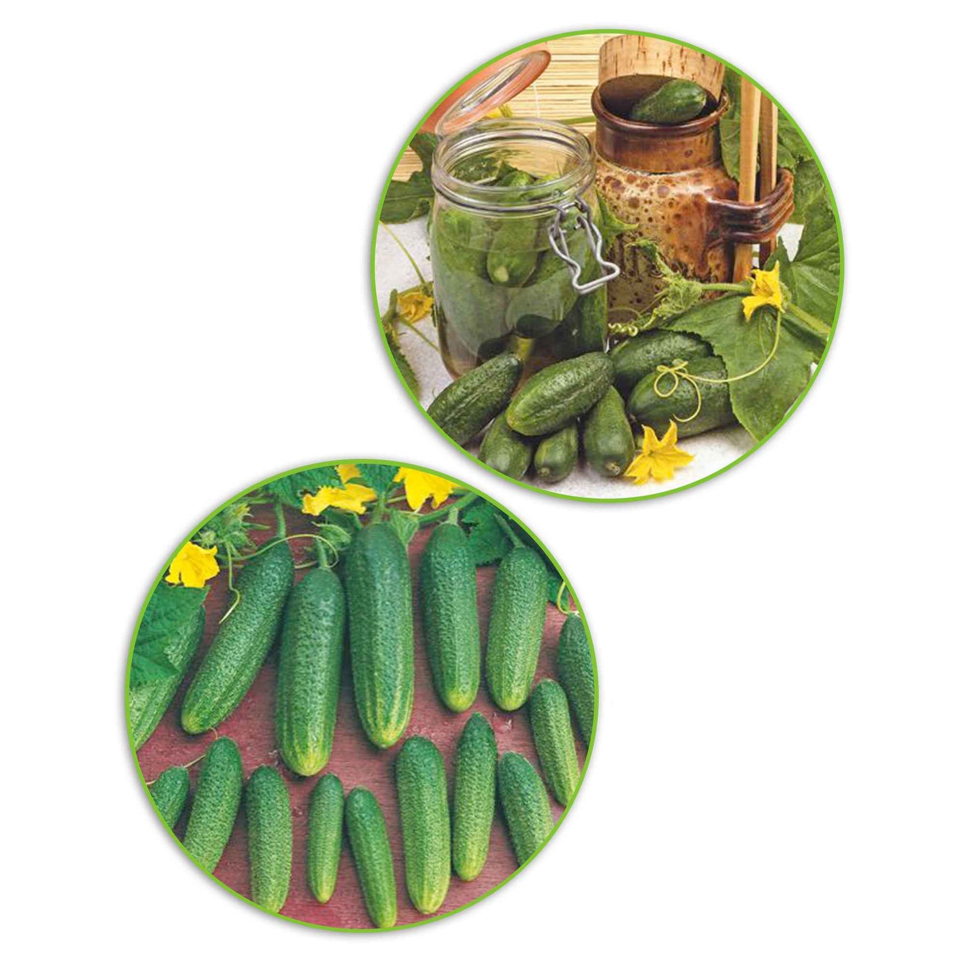 Paquet de cornichons Cucumis 'Cornichons folichons' 11,5 m² - Semences de légumes - Entretien du potager