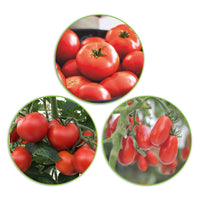 Paquet de tomates Solanum 'Tomates écarlates' 30 m² - Semences de légumes - Graines