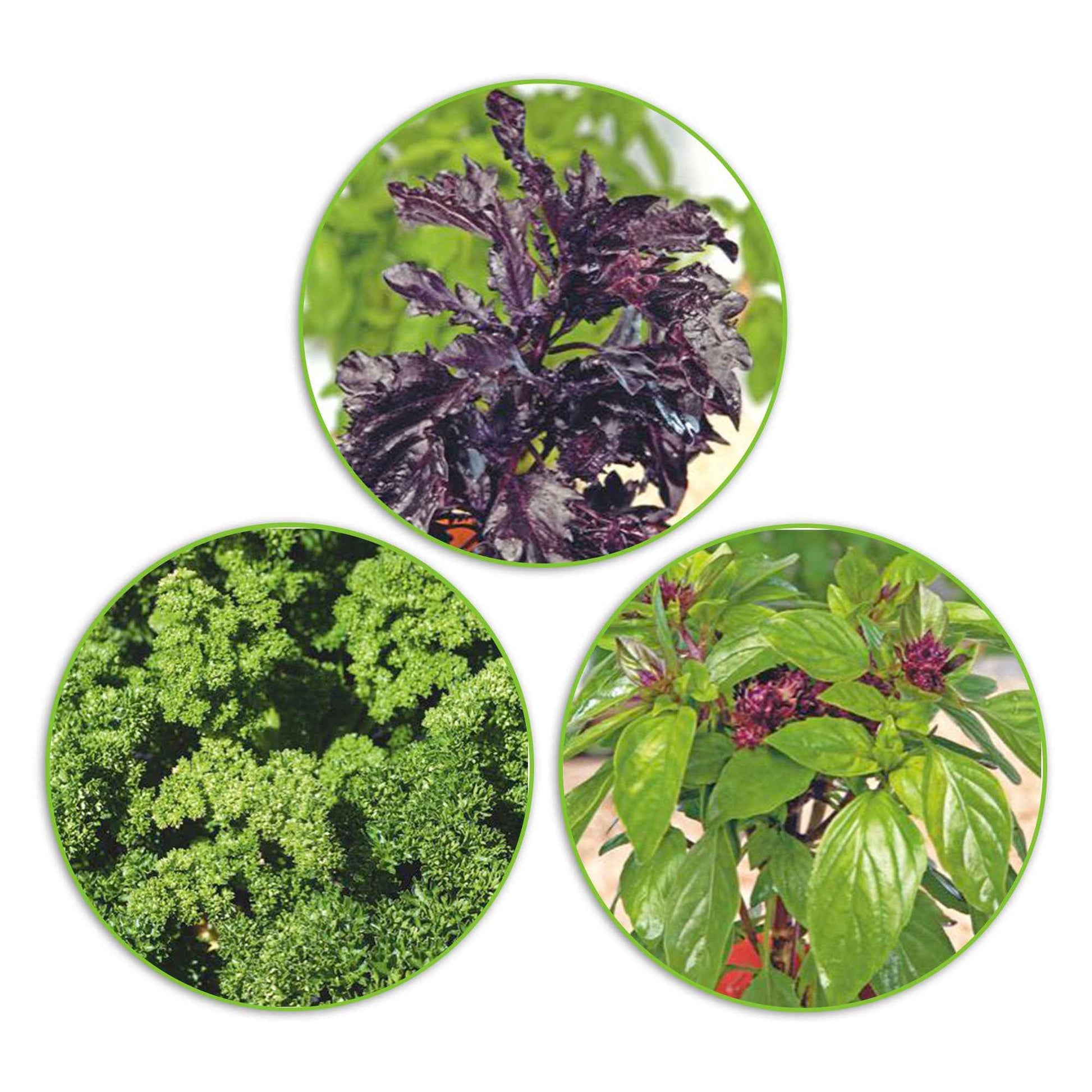Paquet d'herbes aromatiques 'Plantes succulentes' 22,5 m² - Semences d’herbes - Graines