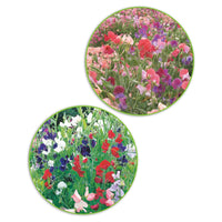 Paquet de pois de senteur Lathyrus 'Bouquet coquet' - Biologique 3 m² - Semences de fleurs - Caractéristiques des plantes