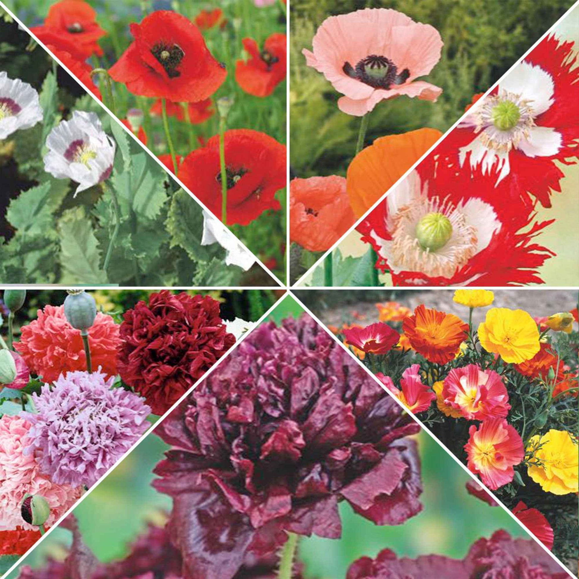 Paquet de pavots 'Pavots royaux' 16 m² - Semences de fleurs - Caractéristiques des plantes