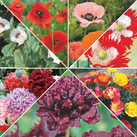 Paquet de pavots 'Pavots royaux' 16 m² - Semences de fleurs - Graines