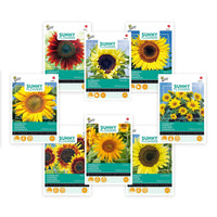 Paquet de tournesols Helianthus 'Été ensoleillé' 31 m² - Semences de fleurs - Caractéristiques des plantes