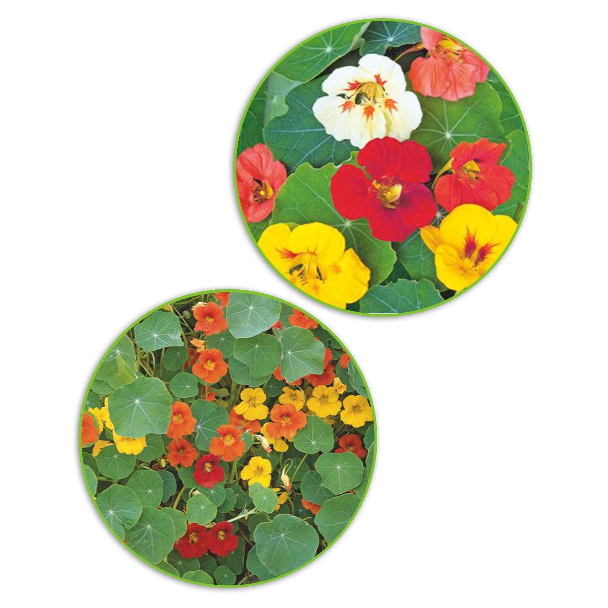 Paquet de capucines Tropaeolum 'Capucines divines' 6 m² - Semences de fleurs - Caractéristiques des plantes