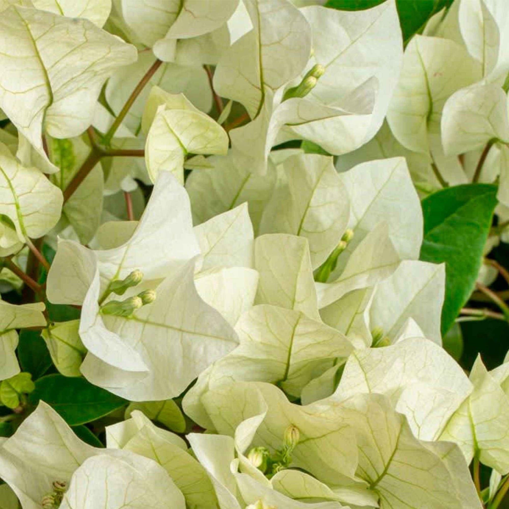 Bougainvillea hybride 'Vera Deep Purple' blanc - Caractéristiques des plantes