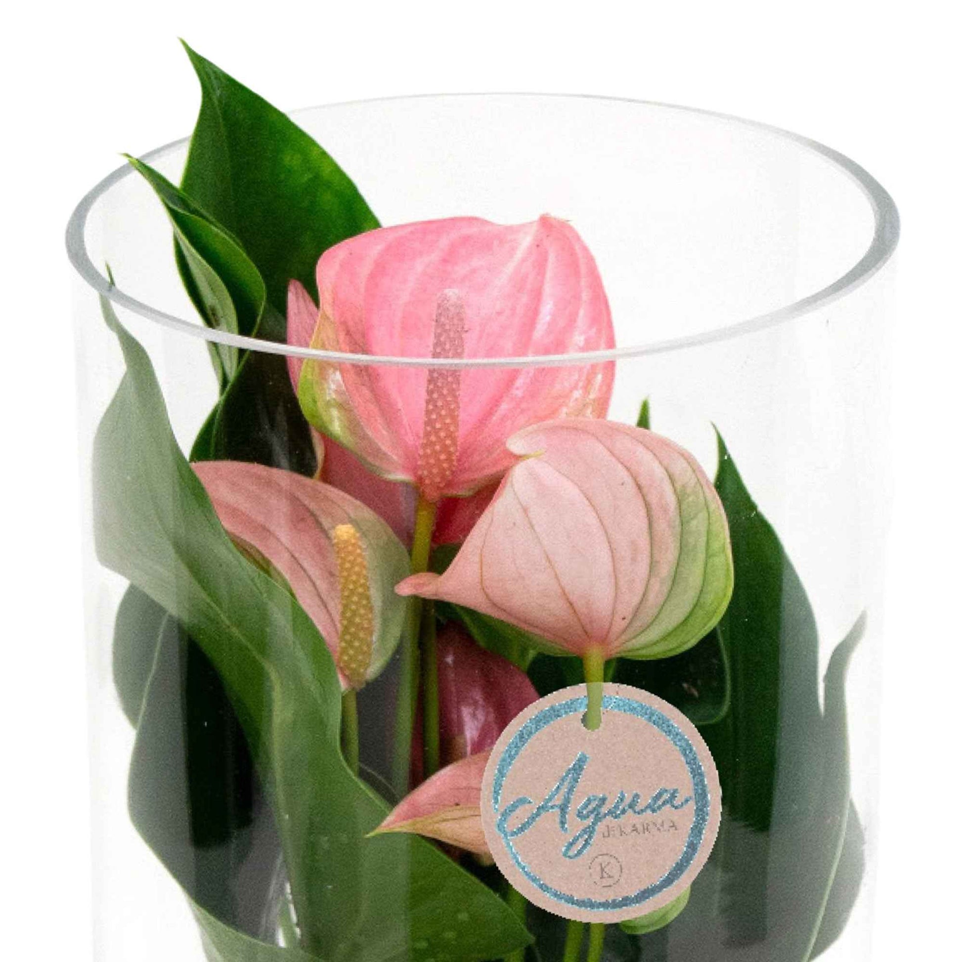 Langue de feu Anthurium 'Joli Pink' Rose avec cache-pot en verre - Anthurium