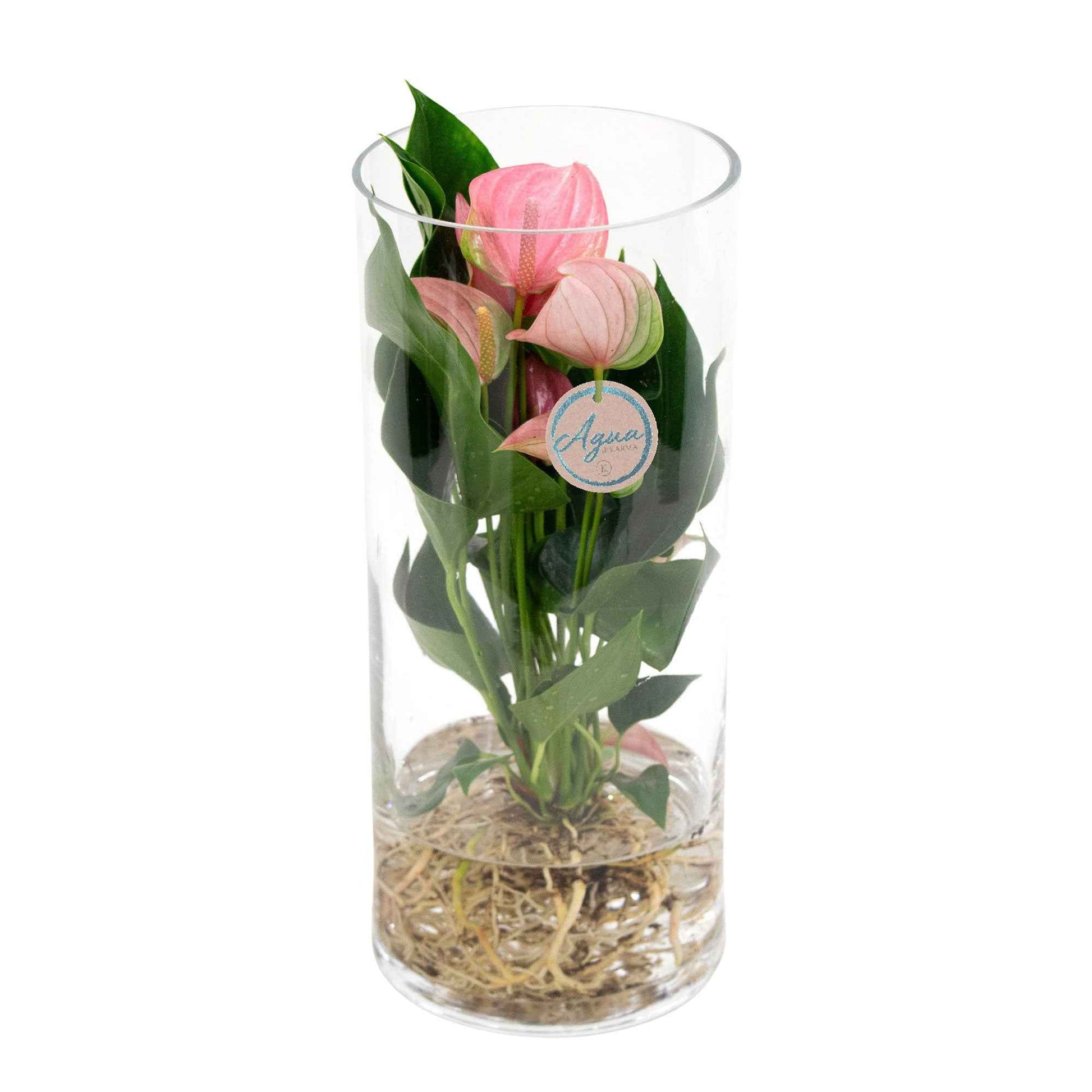 Langue de feu Anthurium 'Joli Pink' Rose avec cache-pot en verre - Idées cadeaux