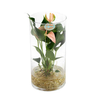 Langue de feu Anthurium 'Joli Peach' Saumon avec cache-pot en verre - Hydroponique - Idées cadeaux