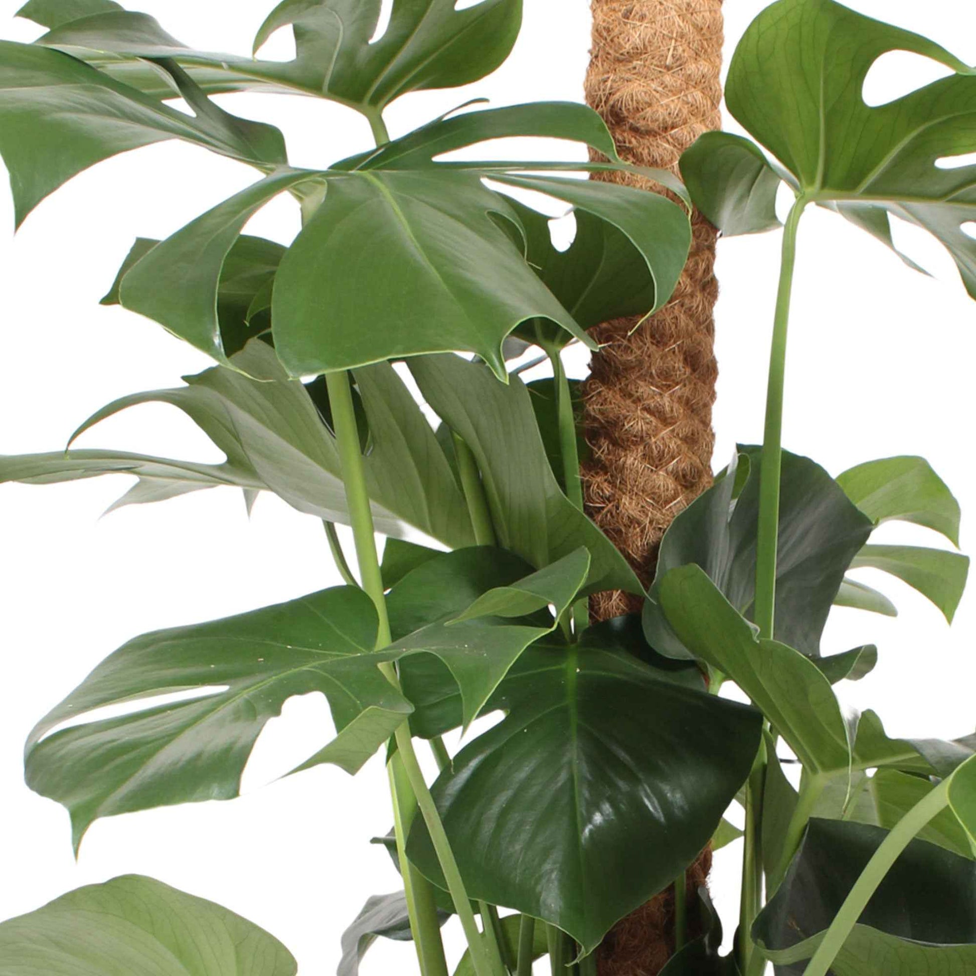 Plante à trous Monstera pertusum XL vert incl. tige en mousse - Plante à trous - Monstera