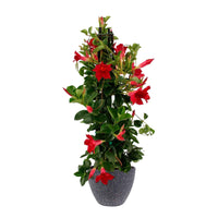 Jasmin du Chili Mandevilla piramide rouge avec TS cache-pot noir - Caractéristiques des plantes