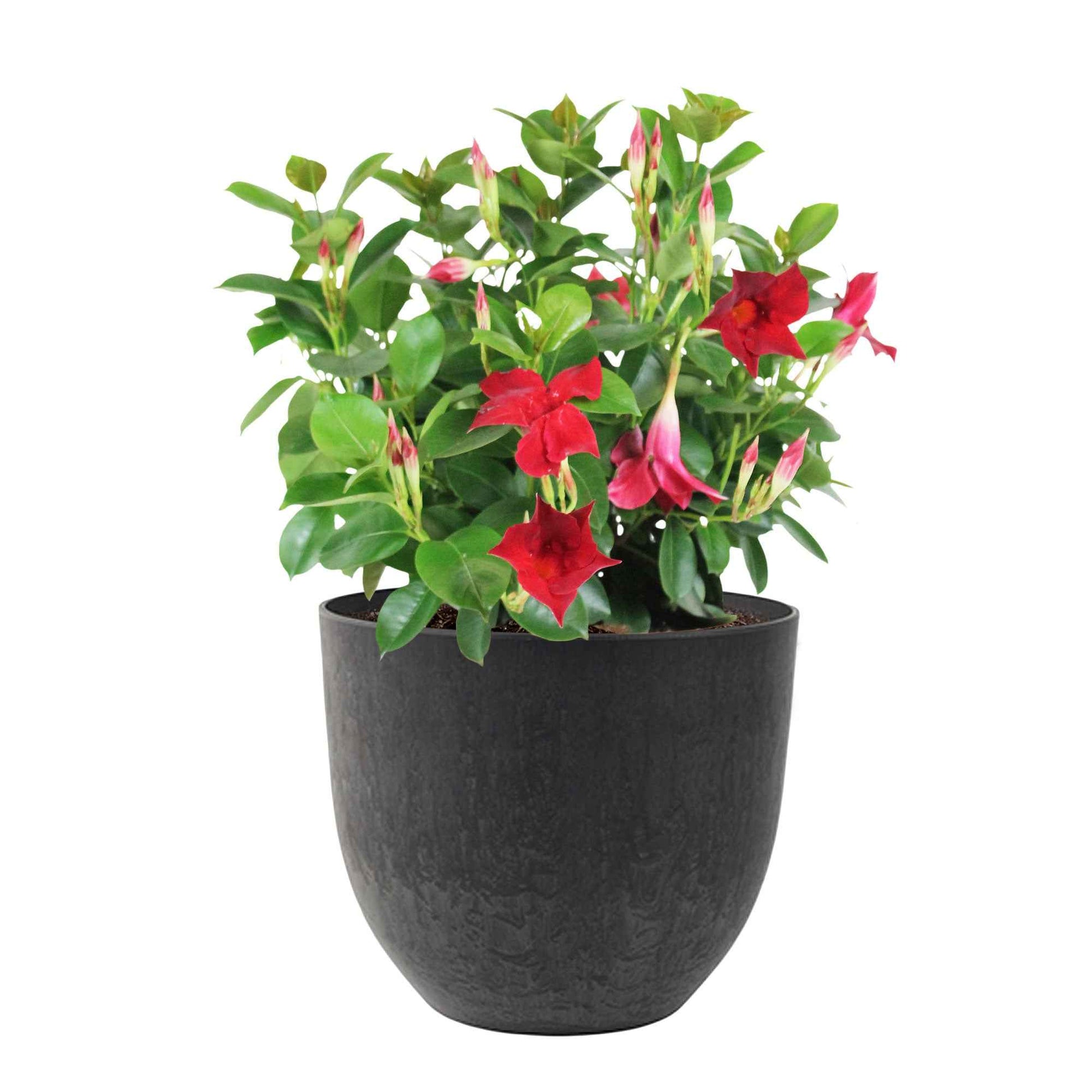 Jasmin du Chili Mandevilla 'Vogue Audry' rouge avec cache-pot noir - Caractéristiques des plantes