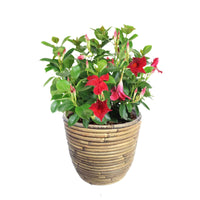 Jasmin du Chili Mandevilla 'Vogue Audry' rouge avec cache-pot gris - Caractéristiques des plantes