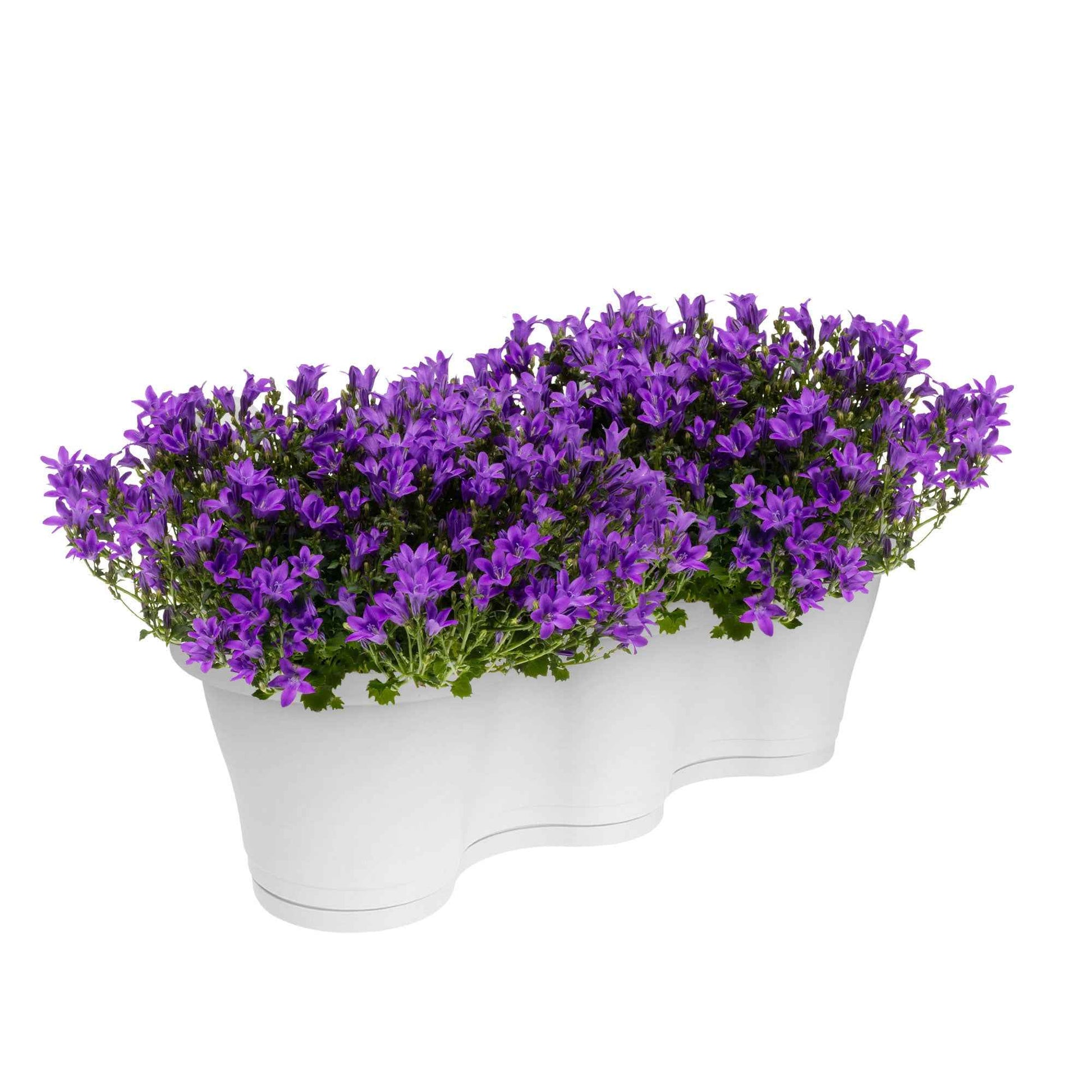 3x Campanule Campanula 'Ambella Intense Purple' violet avec jardinière blanc - Campanule en pot décoratif