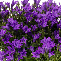 3x Campanule Campanula 'Ambella Intense Purple' violet avec jardinière blanc - Caractéristiques des plantes