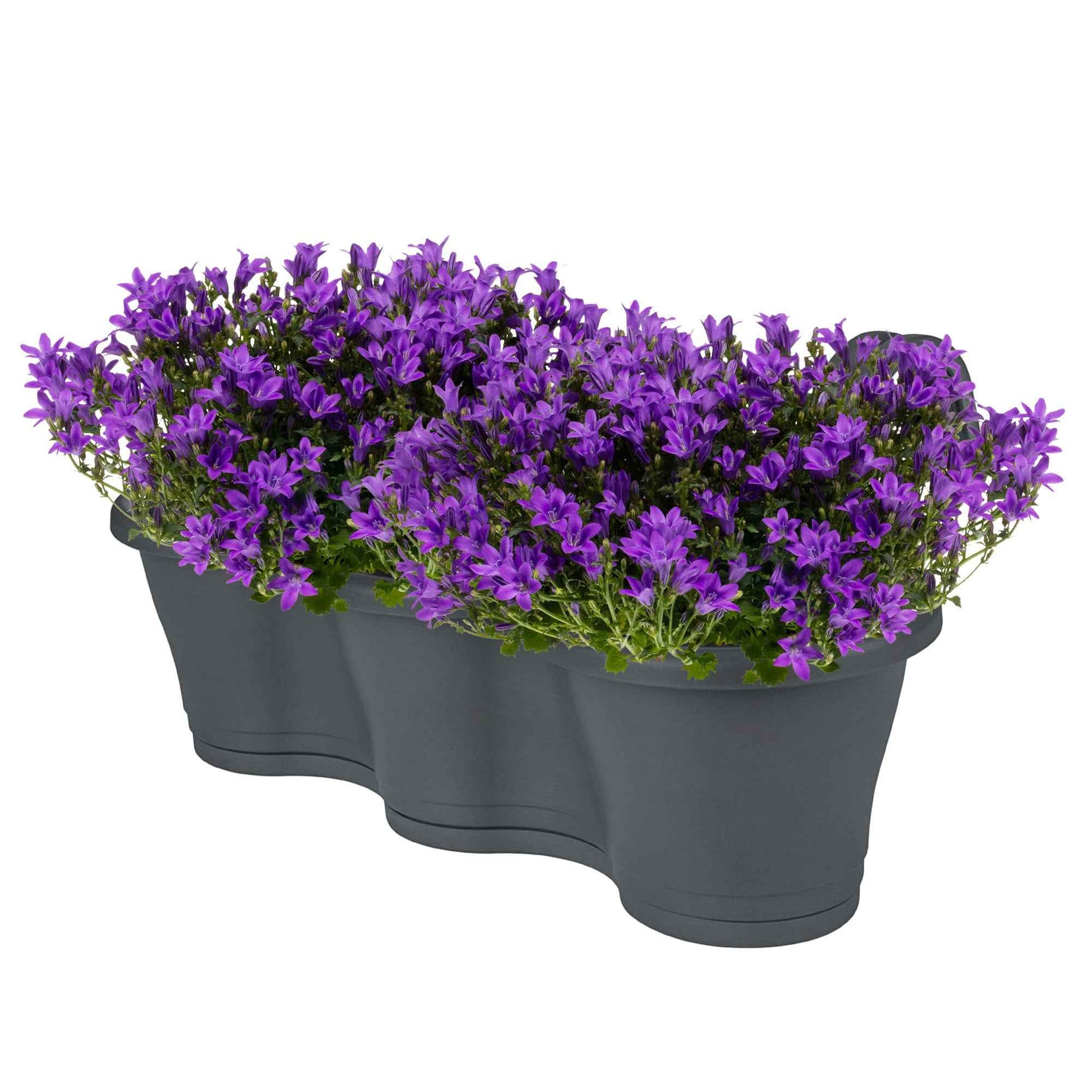 3x Campanule Campanula 'Ambella Intense Purple' violet avec jardinière anthracite - Campanule en pot décoratif