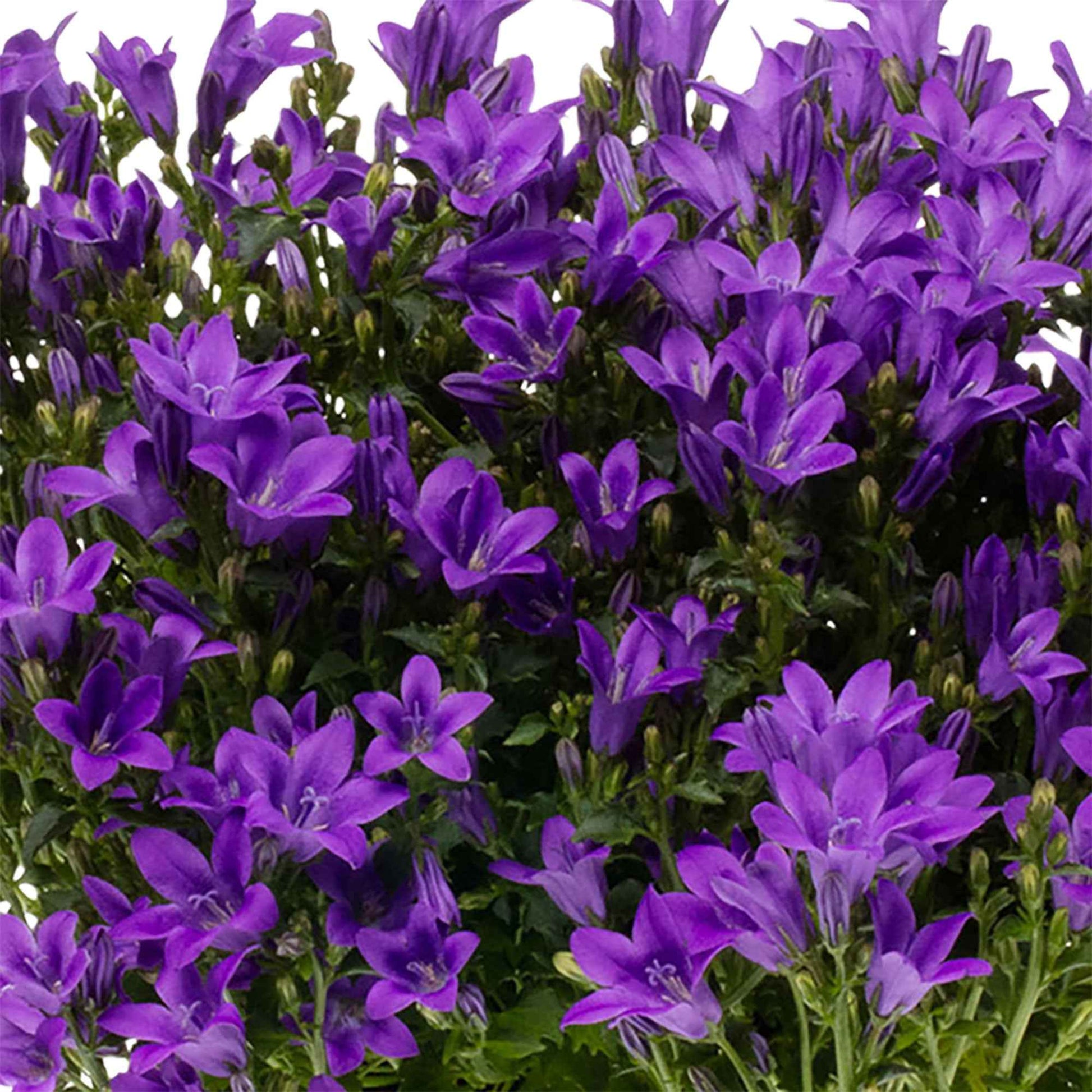 3x Campanule Campanula 'Ambella Intense Purple' violet avec plat gris - Caractéristiques des plantes