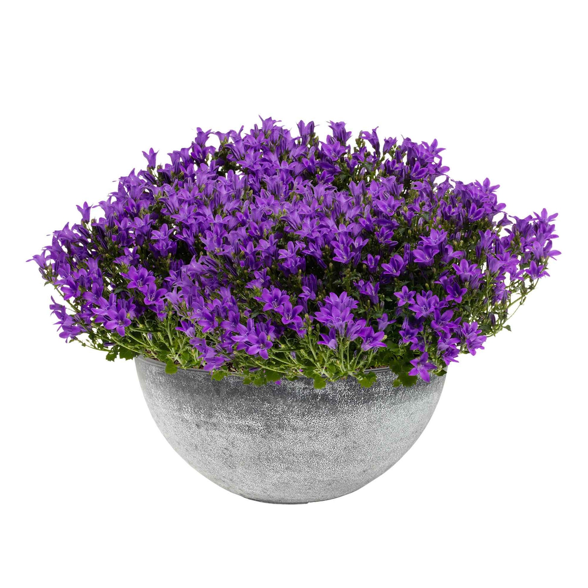 3x Campanule Campanula 'Ambella Intense Purple' violet avec plat gris - Campanule en pot décoratif