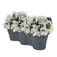 3x Campanule Campanula 'White' blanc avec jardinière anthracite - Campanule en pot décoratif