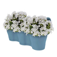 3x Campanule Campanula 'White' blanc avec jardinière bleu - Campanule en pot décoratif