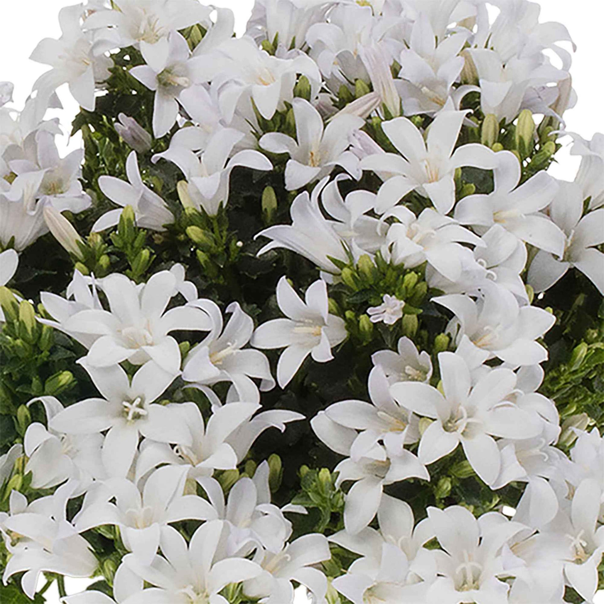 3x Campanule Campanula 'White' blanc avec jardinière bleu - Caractéristiques des plantes